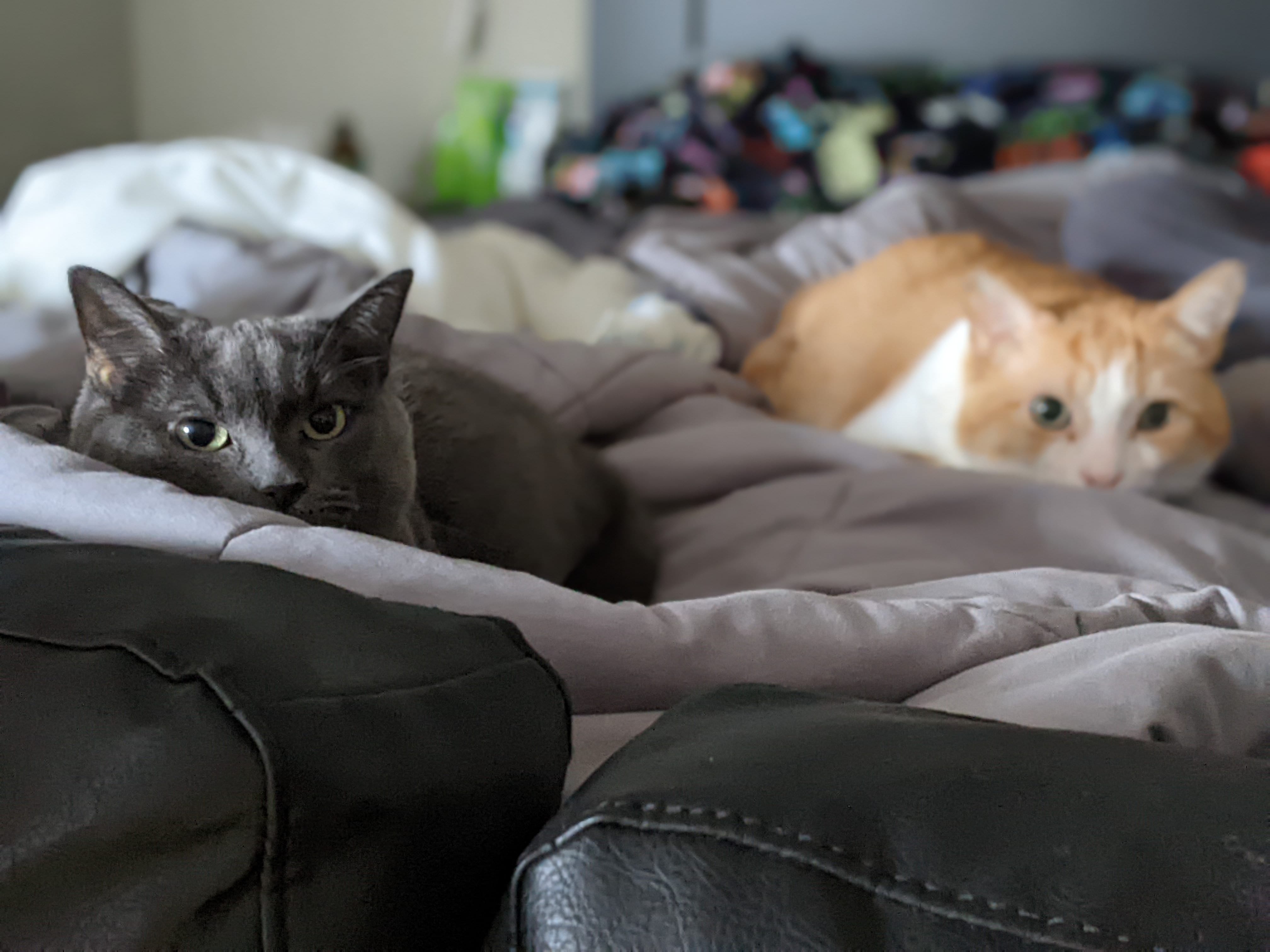 Taco (grey cat) and Nacho (orange and cream cat) sitting on the bed, looking curiously at the camera