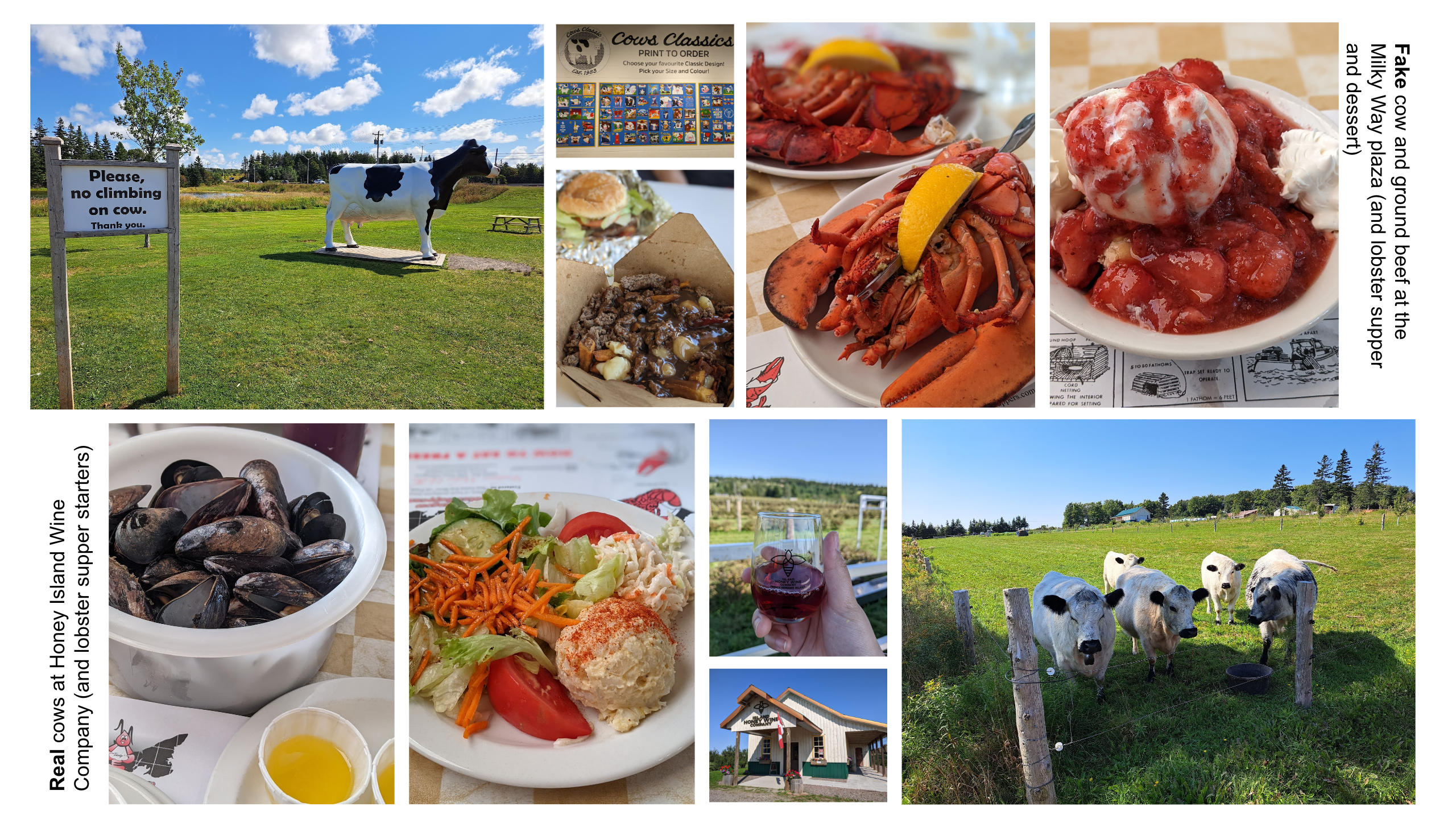 Fake cow and ground beef at the Milky Way plaza (and lobster supper and dessert). Real cows at Honey Island Wine Company (and lobster supper starters).